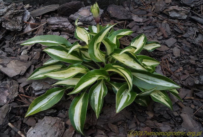 hosta_dixie_chikadee_1