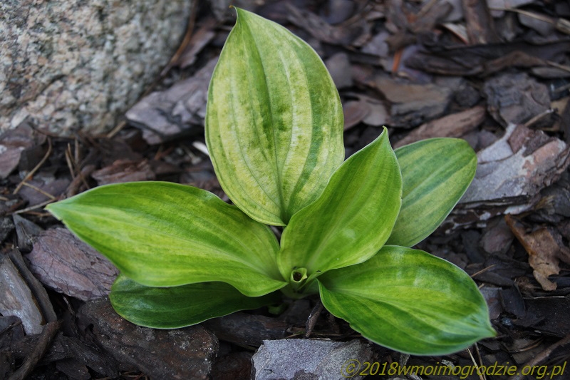 hosta_frosted_mini_hearts