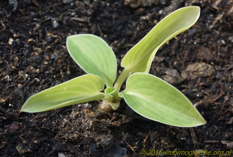 hosta_frosted_mouse_ears_mutacja