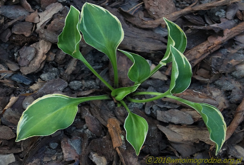 hosta_imp