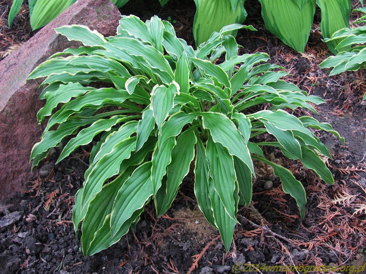 hosta_stilleto