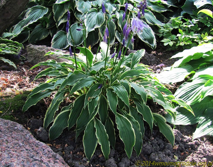 hosta_stilleto_1