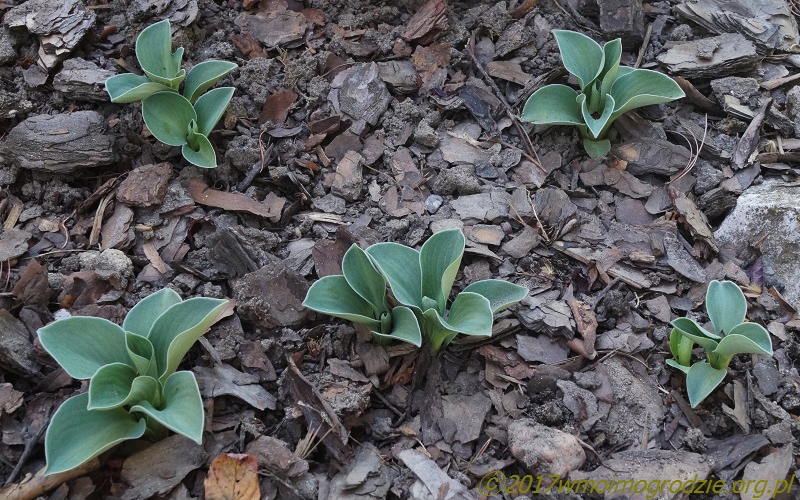 sport_II_blue_mouse_ears