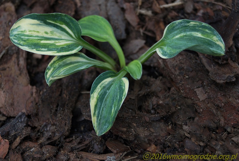 blue_mouse_ears_streaked