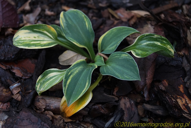 blue_mouse_ears_streaked_1