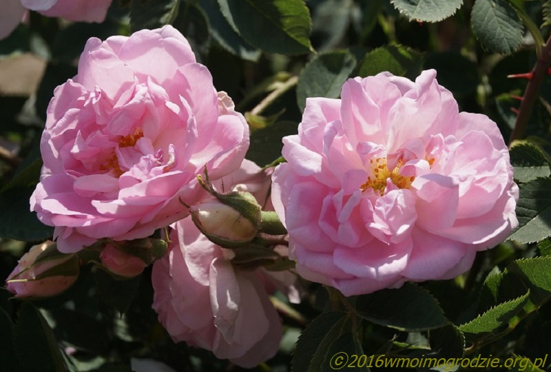 rosa_alba_celeste_1
