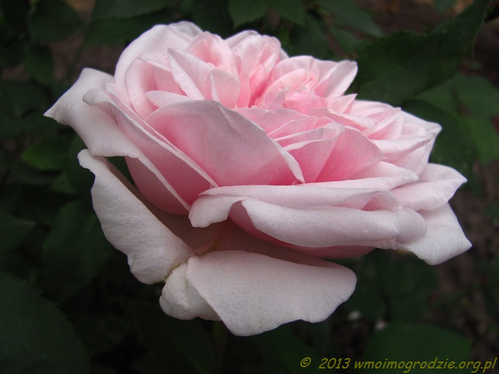 rose_souvenir_de_la_malmaison