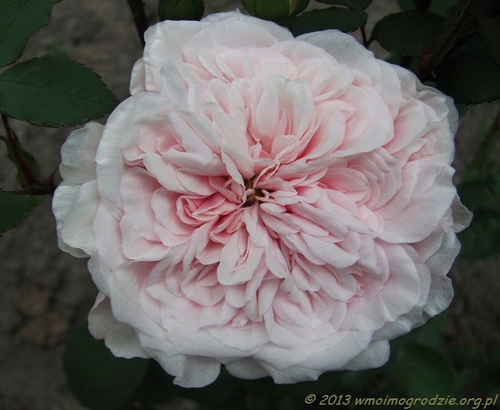 rose_souvenir_de_la_malmaison_1