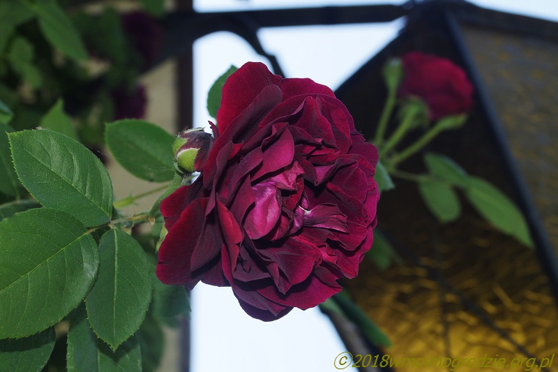 rose_souvenir_du_docteur_jamain