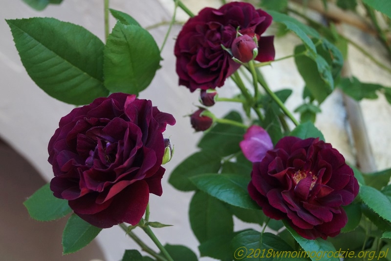 rose_souvenir_du_docteur_jamain_1