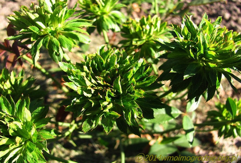 rose_viridiflora_2