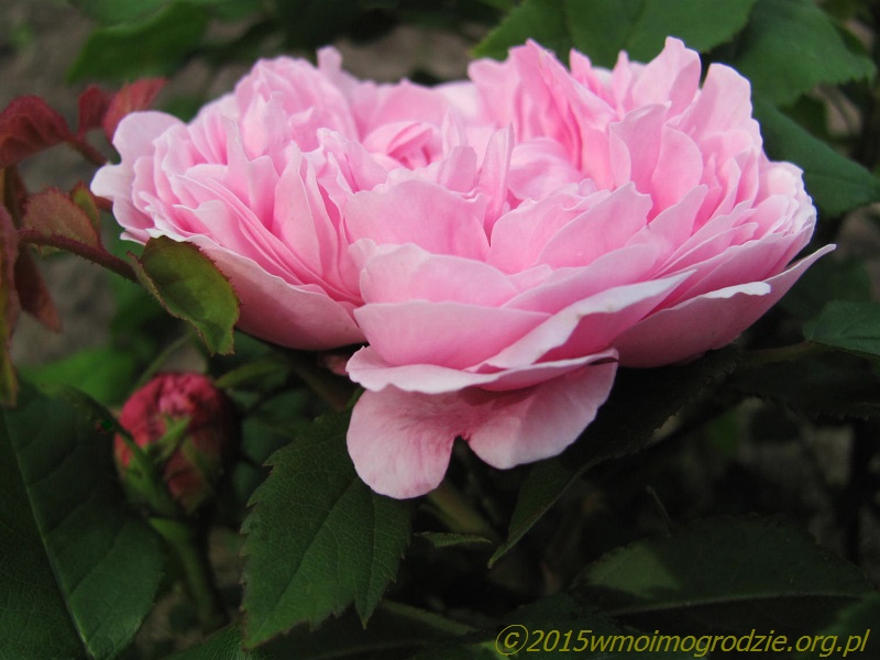rose_jacques_cartier