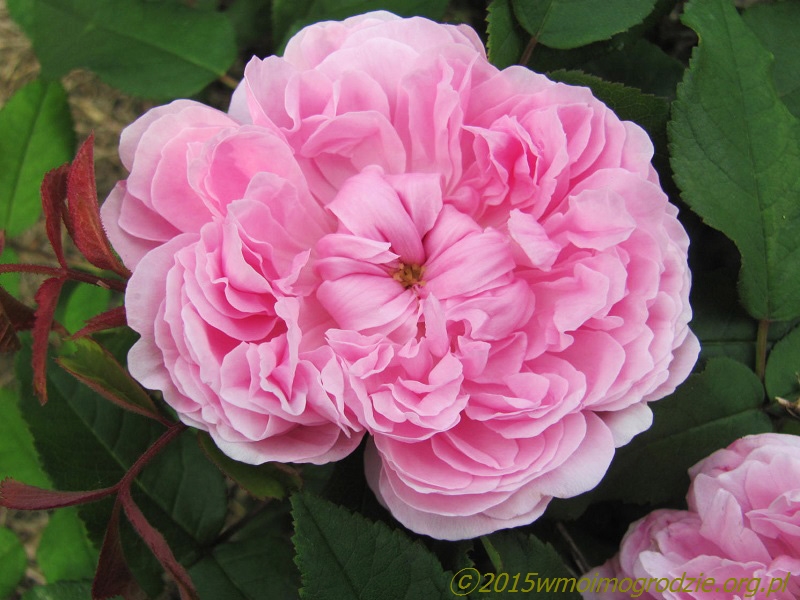 rose_jacques_cartier_1