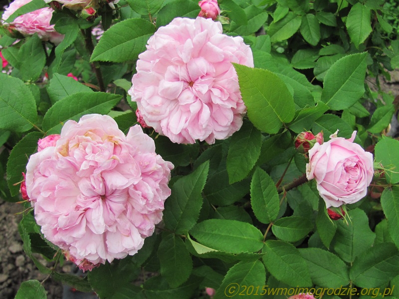 rose_jacques_cartier_2