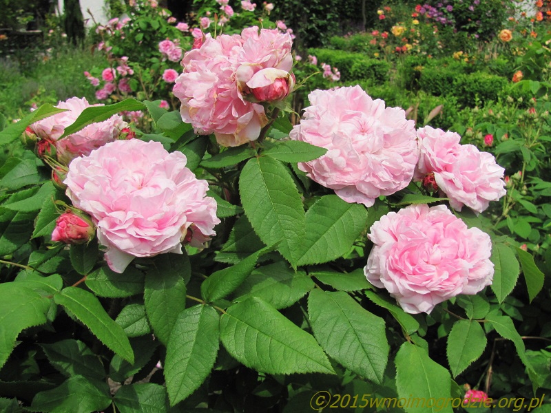 rose_jacques_cartier_3