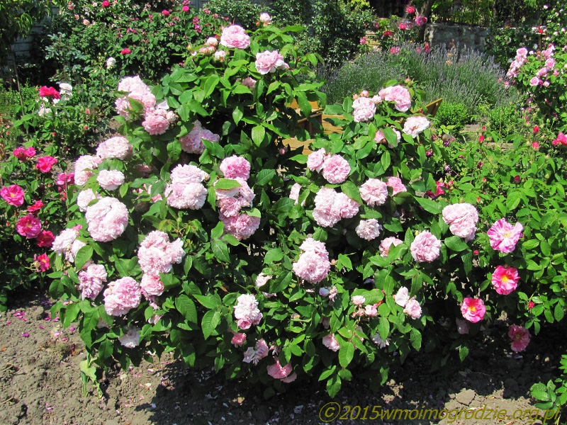rose_jacques_cartier_4