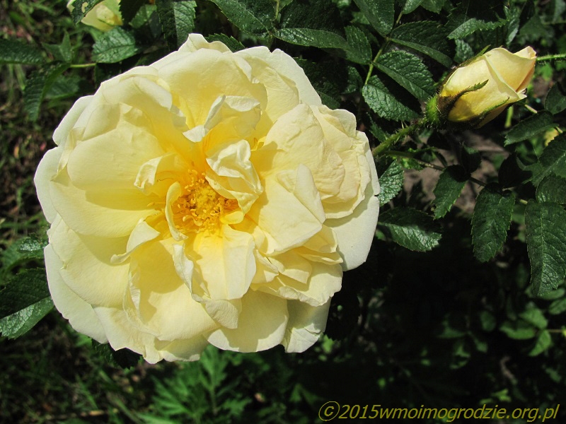 rose_agnes
