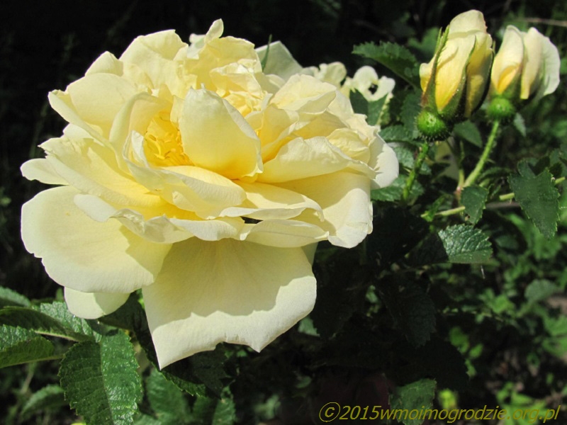 rose_agnes_1