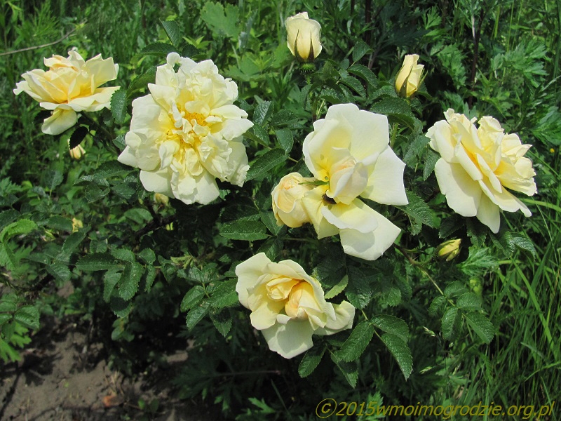 rose_agnes_2