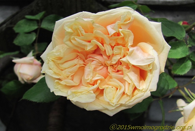 rose_gloire_de_dijon_1