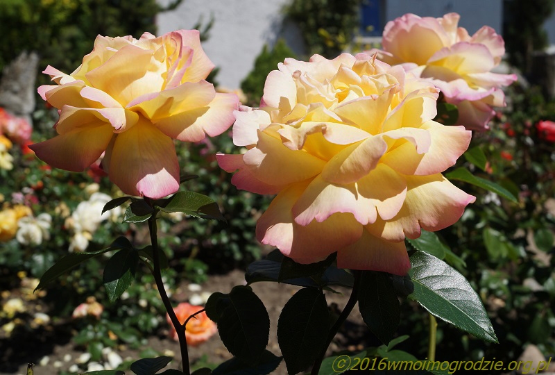 rose_mme_a_meilland_5