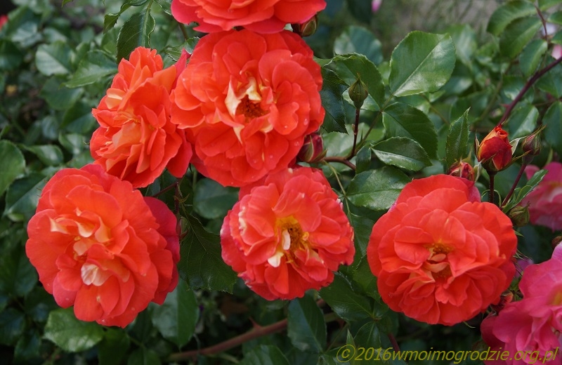 rose_gebruder_grimm_3